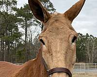 17-hand-mule-gelding
