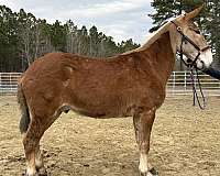 sorrel-gelding-for-sale