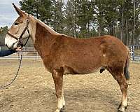 sorrel-mule-gelding