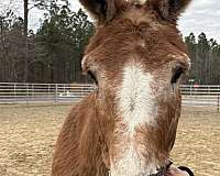 15-hand-mule-mare