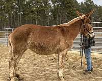 sorrel-mare-for-sale