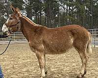 sorrel-mule-mare