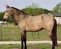 breeding-andalusian-friesian-horse