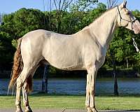 andalusian-mare-andalusian-friesian-horse