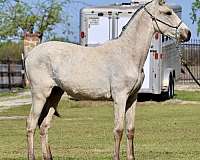 buckskin-andalusian-filly-stallion