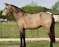buckskin-ialha-filly-stallion