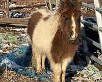 miniature-colt