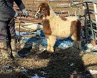 miniature-horse-for-sale