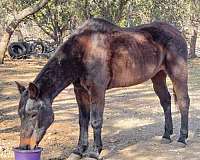 flip-mare