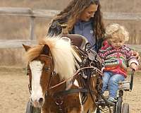 driving-pony
