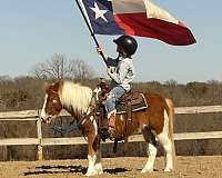 lesson-pony