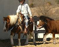 ridden-english-pony