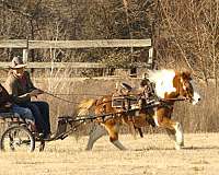 trail-pony
