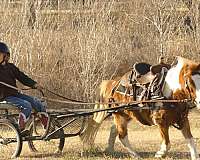 trail-riding-pony