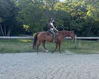 showmanship-companion-horse