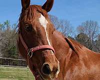 showmanship-companion-quarter-horse