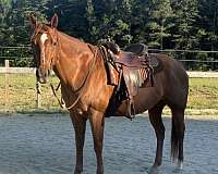 showmanship-companion-mare