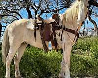 palomino-horse-for-sale