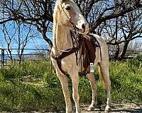 palomino-gelding