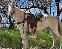 palomino-horse