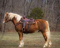 all-around-haflinger-horse