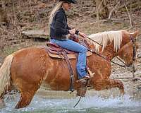 athletic-haflinger-horse