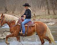 drill-team-haflinger-horse