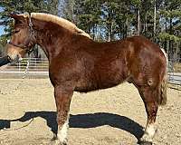 sorrel-belgian-gelding
