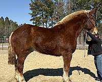sorrel-gelding-for-sale