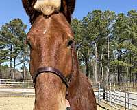 19-hand-belgian-gelding