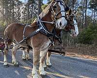 17-hand-belgian-mare