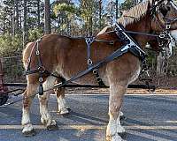 sorrel-mare-for-sale