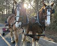 sorrel-belgian-mare