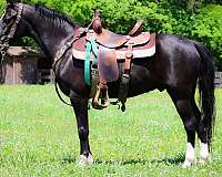 anyone-welsh-cob-pony
