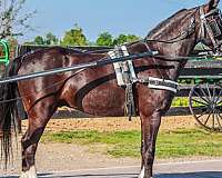 backs-welsh-cob-pony