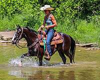backs-up-welsh-cob-pony