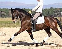 cde-stallion