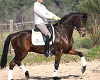 flying-changes-stallion
