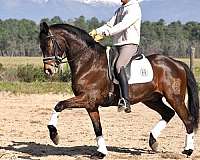 cde-oldenburg-horse