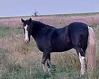 been-shown-spotted-saddle-horse