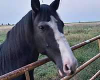 black-tobiano-spotted-saddle-horse