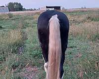 blue-spotted-saddle-horse