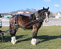 white-strip-legs-horse