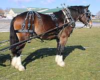 beginner-draft-horse
