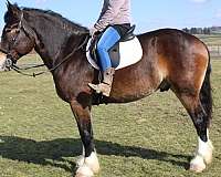 companion-draft-horse