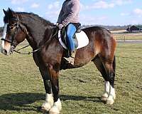 driving-draft-horse