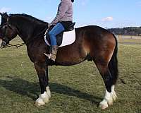 husband-safe-draft-horse