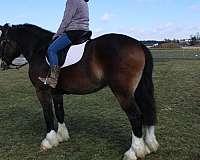 kid-safe-draft-horse