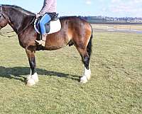 lesson-draft-horse