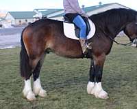 mounted-patrol-draft-horse